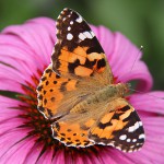 Belle-dame ou Vanessse du chardon (Vanessa cardui) butinant une fleur d'échinacée pourpre (Echinacea purpurea) - Havré (Belgique)