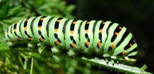 Chenille de machaon